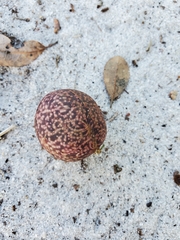 Amphibolips quercuscinerea