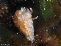 Spurilla neapolitana