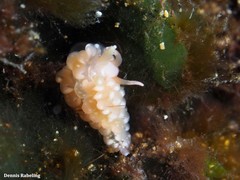 Spurilla neapolitana