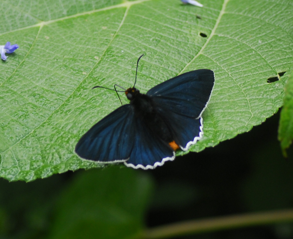 Scallop-edged Firetip