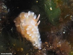 Spurilla neapolitana