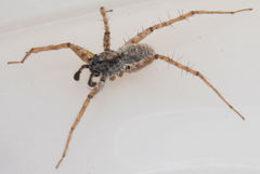 Pardosa sura
