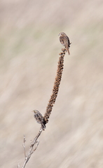 Passerculus sandwichensis savanna