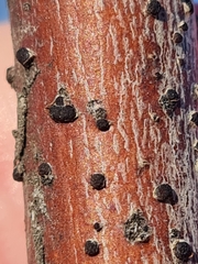 Thyrostroma compactum