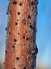 Thyrostroma compactum