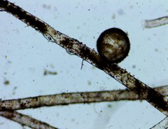 Vaucheria schleicheri