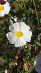 Cistus × florentinus