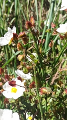 Cistus × florentinus