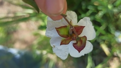 Cistus × florentinus