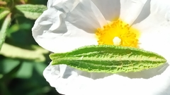 Cistus × florentinus