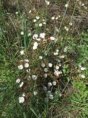 Cistus × florentinus