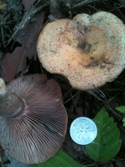 Lactarius hatsudake