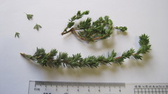 Cliffortia polygonifolia polygonifolia