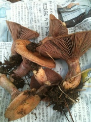 Lactarius hatsudake