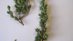 Cliffortia polygonifolia polygonifolia