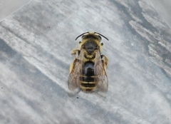 Andrena violae