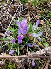 Crocus