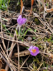 Crocus