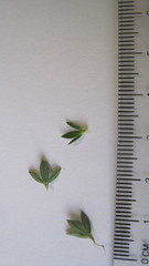 Cliffortia polygonifolia polygonifolia