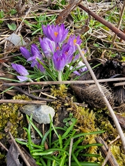 Crocus
