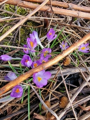 Crocus