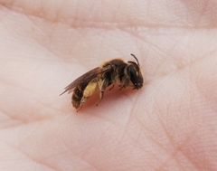 Andrena violae