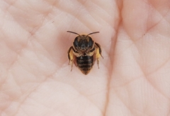 Andrena violae