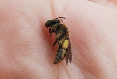 Andrena violae