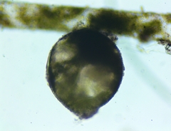 Vaucheria schleicheri