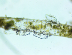 Vaucheria schleicheri