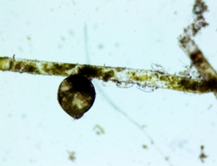 Vaucheria schleicheri