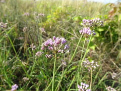 Allium angulosum