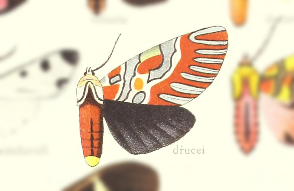 Anaxita drucei