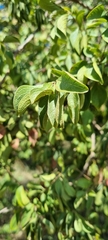 Terminalia phanerophlebia