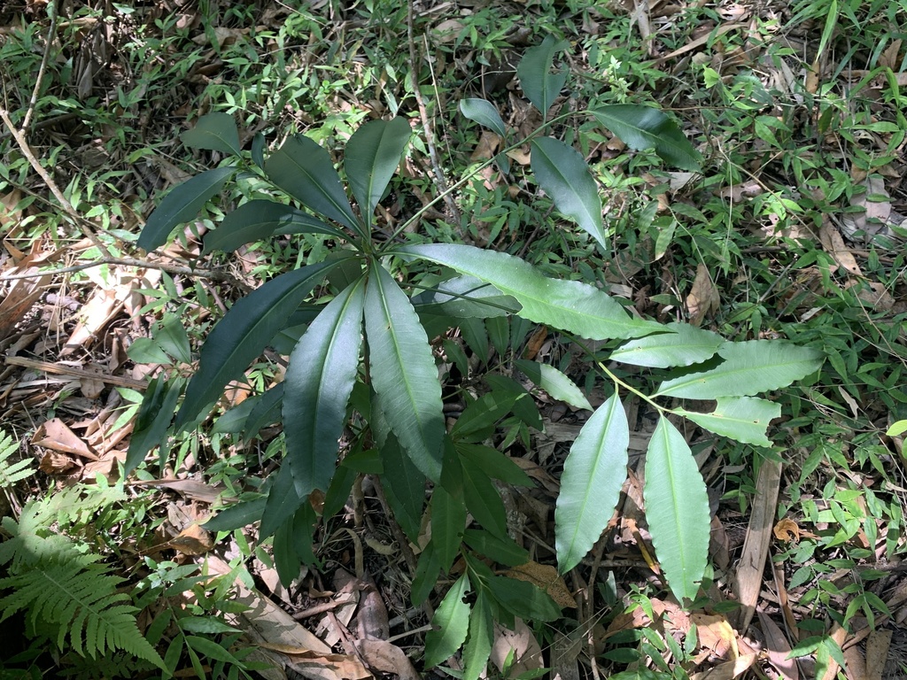 Ardisia polysticta (Ardisia polysticta)