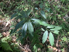 Ardisia polysticta