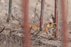 Spermophilus