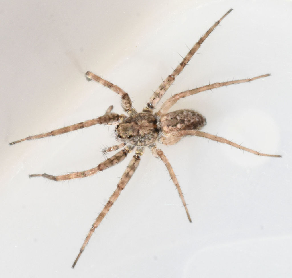 Pardosa sura from Val Verde County, TX, USA on March 30, 2022 at 10:43 ...