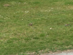 Turdus pilaris