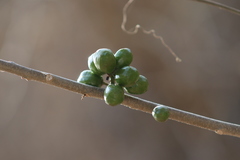 Spondias purpurea