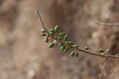Spondias purpurea