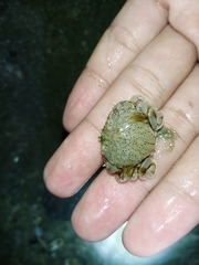 Matuta