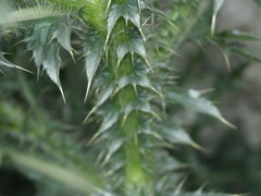 Carduus acanthoides