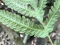 Tectaria subfuscipes