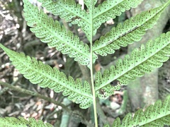 Tectaria subfuscipes