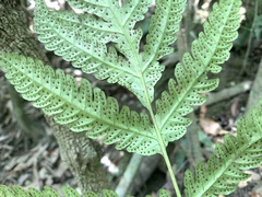 Tectaria subfuscipes