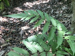 Tectaria subfuscipes