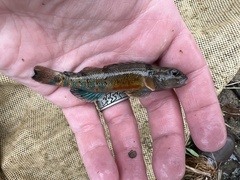 Etheostoma variatum