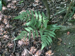 Tectaria subfuscipes