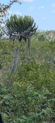 Euphorbia confinalis